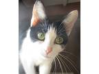 Itsy Bitsy, Domestic Shorthair For Adoption In Mooresville, North Carolina