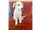 Winona Lonestar, Labrador Retriever For Adoption In Rockaway, New Jersey