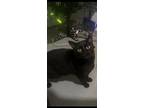 Binx, Domestic Shorthair For Adoption In Cuyahoga Falls, Ohio