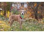 Andy, Retriever (unknown Type) For Adoption In Shakopee, Minnesota