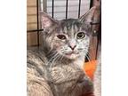 Nakita, Domestic Mediumhair For Adoption In Jackson, Georgia