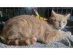 Cinnamon Roll, Domestic Shorthair For Adoption In St. Louis, Missouri