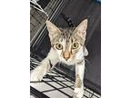 Elaine, Domestic Shorthair For Adoption In Jackson, Georgia
