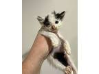 Catiments : Wishbone, Domestic Shorthair For Adoption In Aurora, Indiana