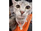 Kenzie, Domestic Shorthair For Adoption In Jackson, Georgia