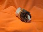 Butterball, Guinea Pig For Adoption In South Bend, Indiana