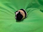 Mr Squeakums, Guinea Pig For Adoption In South Bend, Indiana