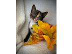 Stardust, Domestic Shorthair For Adoption In Greensboro, North Carolina