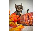 Nova, Domestic Shorthair For Adoption In Greensboro, North Carolina