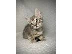 Foggy, Domestic Shorthair For Adoption In Greensboro, North Carolina