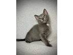 Stormy, Domestic Shorthair For Adoption In Greensboro, North Carolina