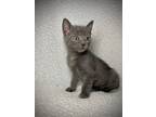 Cloudy, Domestic Shorthair For Adoption In Greensboro, North Carolina