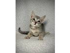 Windy, Domestic Shorthair For Adoption In Greensboro, North Carolina