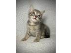 Dusty, Domestic Shorthair For Adoption In Greensboro, North Carolina