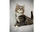 Mystic, Domestic Shorthair For Adoption In Greensboro, North Carolina