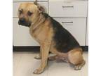 Tom, Staffordshire Bull Terrier For Adoption In Forrest City, Arkansas