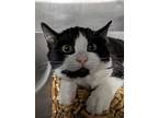 Thorn, Domestic Shorthair For Adoption In Abbotsford, British Columbia