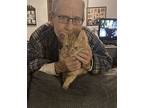 Peter Floppy Tail, Domestic Mediumhair For Adoption In Macedonia, Ohio