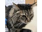Tabbytha, Domestic Mediumhair For Adoption In Spokane Valley, Washington