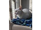 Blanca, Domestic Shorthair For Adoption In Kalamazoo, Michigan