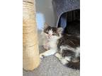 Stella, Domestic Longhair For Adoption In Kalamazoo, Michigan