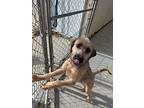 Eve, Terrier (unknown Type, Medium) For Adoption In Kalamazoo, Michigan