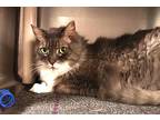 Druscilla, Domestic Longhair For Adoption In Carlisle, Pennsylvania