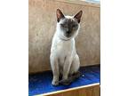 Rayleigh, Domestic Shorthair For Adoption In Colorado Springs, Colorado