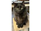 Mystique, Domestic Mediumhair For Adoption In Carlisle, Pennsylvania