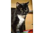 Felix -- Bonded Buddy With Finnegan, Domestic Mediumhair For Adoption In Des