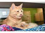 Finnegan -- Bonded Buddy With Felix, Domestic Mediumhair For Adoption In Des