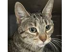 Krystal, Domestic Mediumhair For Adoption In Houston, Texas