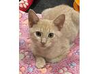 Pumpkin, Domestic Shorthair For Adoption In Oviedo, Florida