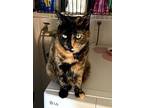 Ember, Domestic Shorthair For Adoption In Wellington, Florida