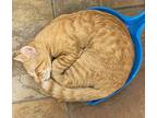 Jack, Domestic Shorthair For Adoption In Oviedo, Florida