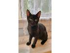 Eowyn, Domestic Shorthair For Adoption In Oviedo, Florida