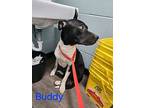 Buddy, Terrier (unknown Type, Small) For Adoption In Hartford City, Indiana