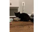Kitten: Fiona, Domestic Shorthair For Adoption In Columbia, Maryland