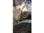 Kitten: Tiki, Domestic Shorthair For Adoption In Columbia, Maryland