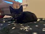 Kitten: Fidget, Domestic Shorthair For Adoption In Columbia, Maryland