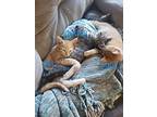Kitten: Teddy, Domestic Shorthair For Adoption In Columbia, Maryland