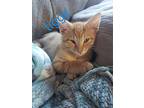 Kitten: Tiggy, Domestic Shorthair For Adoption In Columbia, Maryland