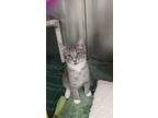 Simon (chipmunk Kitten), Domestic Shorthair For Adoption In Mishawaka, Indiana