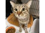 Bryce Canon, Domestic Shorthair For Adoption In Satellite Beach, Florida