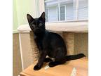 Jentry, Domestic Shorthair For Adoption In Mccormick, South Carolina