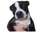 Lara Croft-tennessee, Boston Terrier For Adoption In Maryville, Tennessee