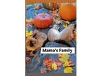 Mr And Miss Mama's Kittens At Martinez Pfe Nov 9, Domestic Mediumhair For