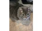 Joanna, Domestic Longhair For Adoption In Savannah, Georgia
