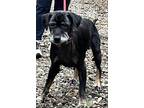 Roscoe, Labrador Retriever For Adoption In Savannah, Georgia
