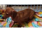 Flo, Dachshund For Adoption In Beebe, Arkansas